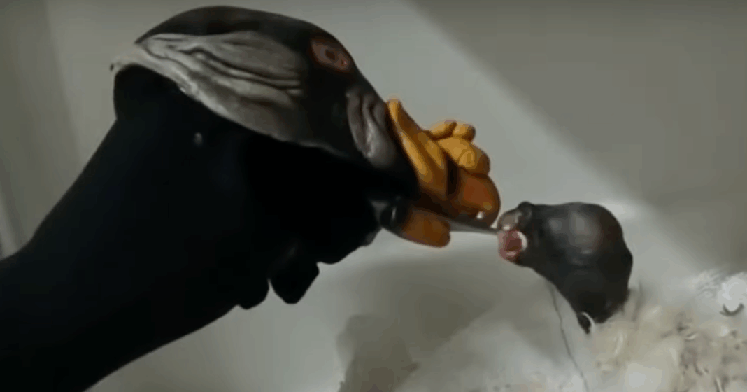 o-zoologico-de-nova-york-alimenta-abutre-de-bebe-com-fantoche-de-mao