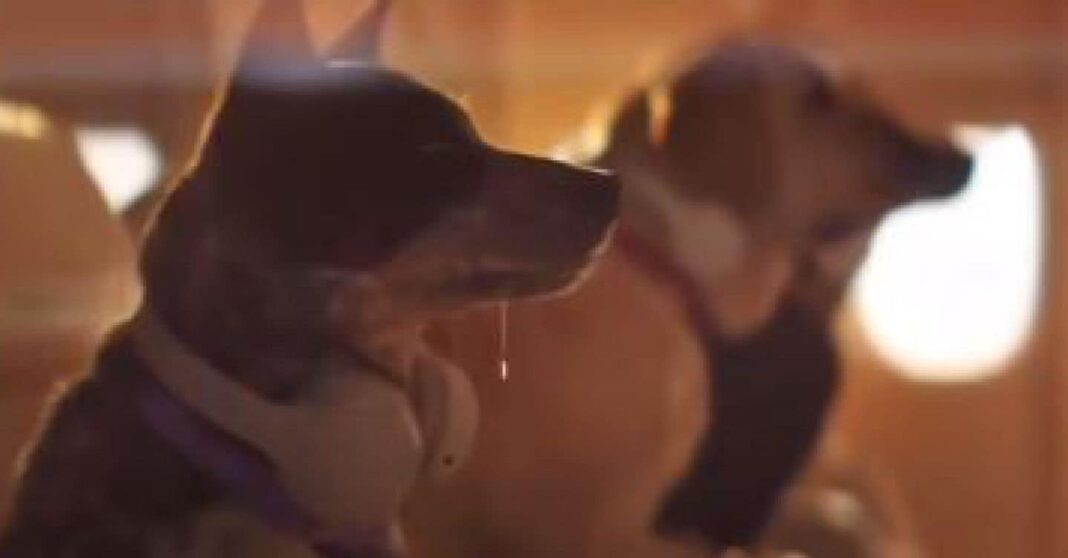 a-enac-autoriza-o-transporte-de-animais-de-estimacao-para-animais-de-estimacao-acima-de-10-kg