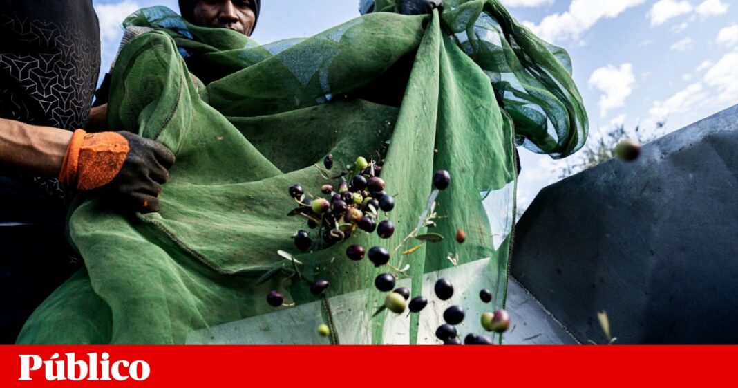 um-mes-e-meio-depois,-o-governo-nao-tem-solicitacoes-de-empresas-para-a-via-verde-da-immigration