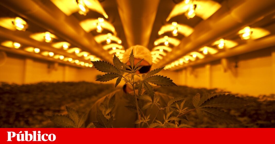 cinco-detidos-e-7,3-toneladas-de-cannabis-apreendidas-na-operacao-maconha