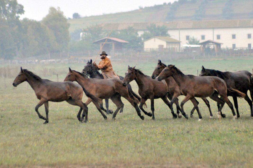 parque-do-maremma.-meio-seculo-de-historia-e-aqueles-que-fizeram-historia