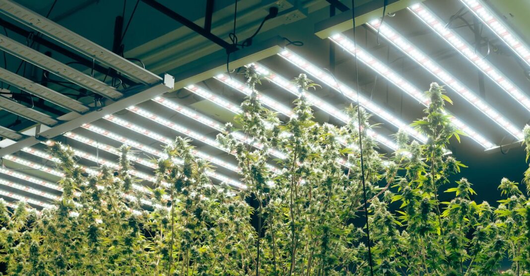 luz-de-cannabis,-eis-o-que-pode-ser-feito-e-o-que-e-proibido-apos-a-lei-de-seguranca