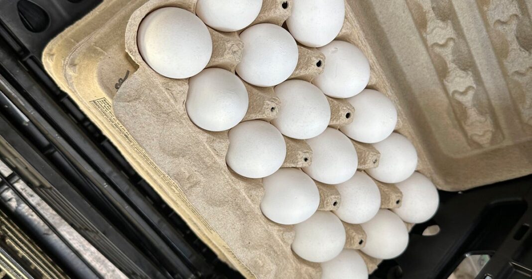 salmonella-surto-amarrado-aos-ovos-doz-dezenas-de-dezenas-em-7-estados