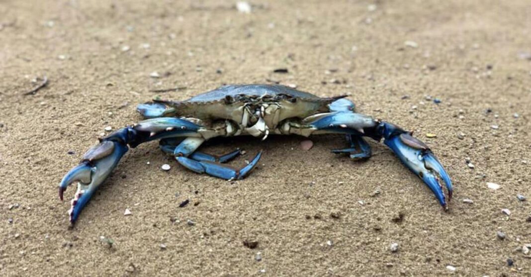 caranguejo-azul:-2,9-milhoes-de-euros-de-compensacao-em-emilia-romagna