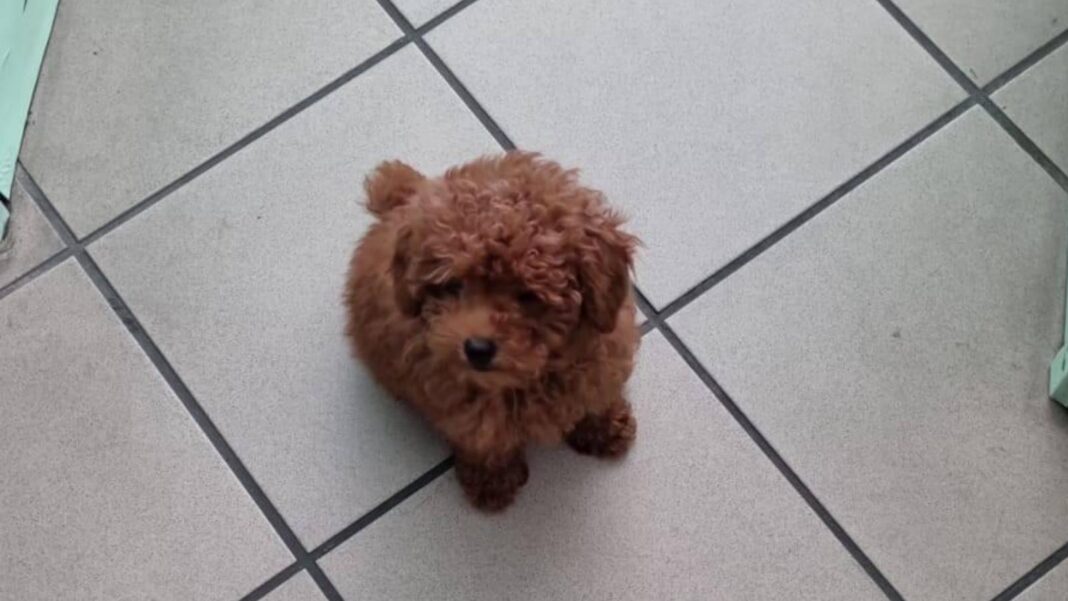 milo-descobriu-que-o-cachorro-sequestrou-em-pontremoli-retorna-a-sua-familia
