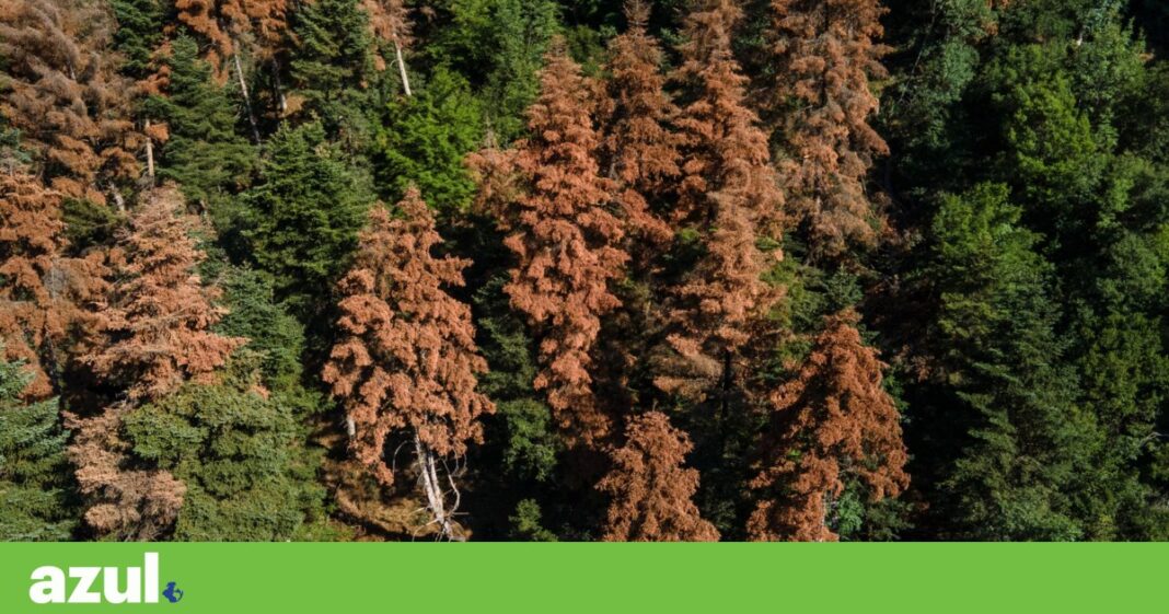 florestas-ardentes-estao-morrendo-de-calor,-seca-e-pragas-na-grecia