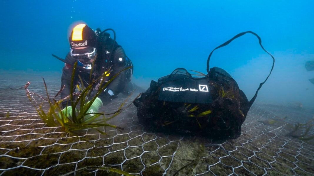 posidonia-revive-no-mar,-transplanta-no-cinque-terre.-“eles-enraizam-para-60%”