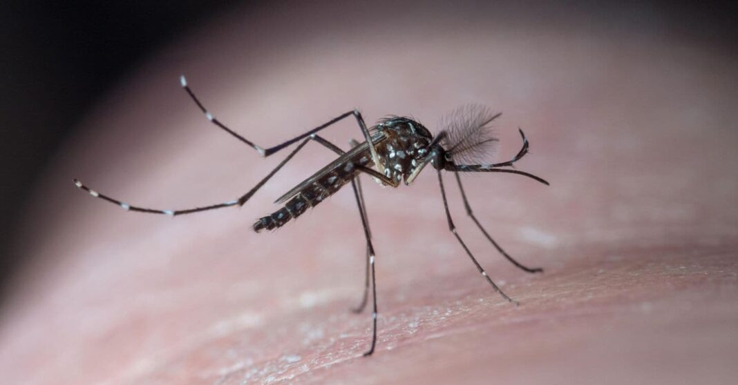virus-do-nilo-ocidental-na-italia:-riscos-e-metodos-de-transmissao