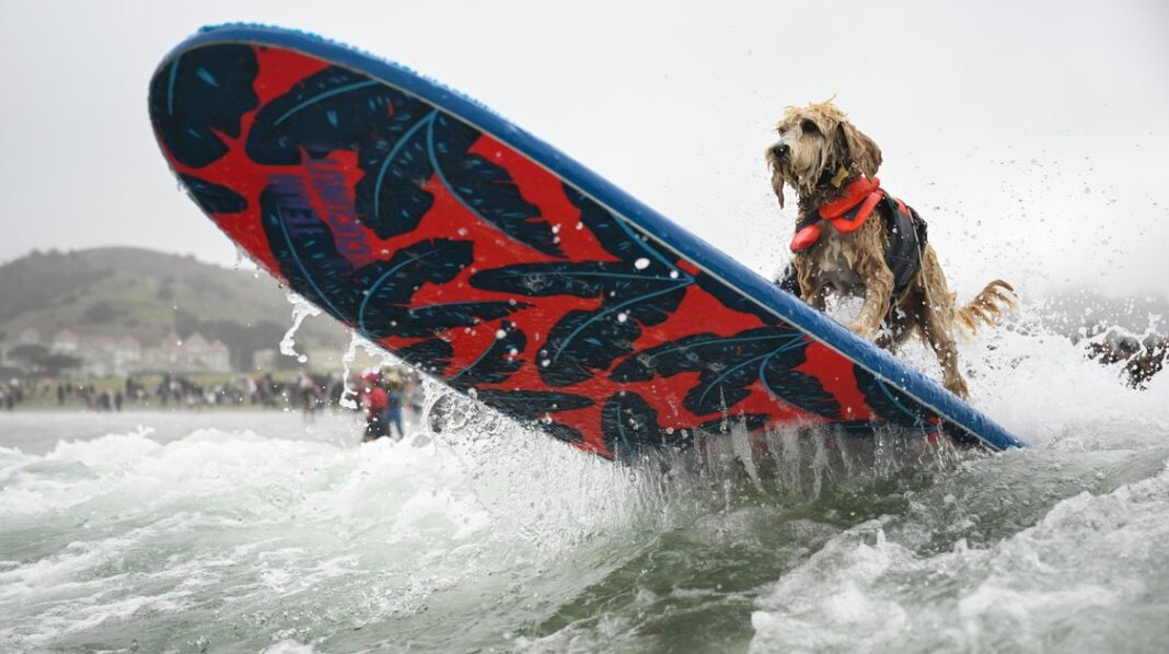 os-caninos-que-andam-de-ondas-competiram-no-campeonato-mundial-de-navegacao-de-caes-e-voce