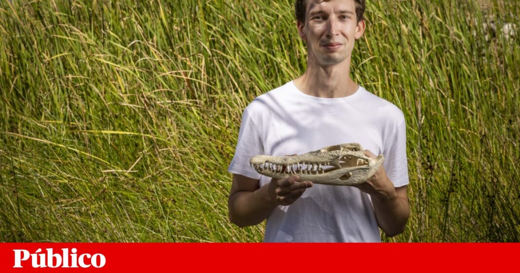 descobriu-um-novo-crocodilo-marinho-em-angola