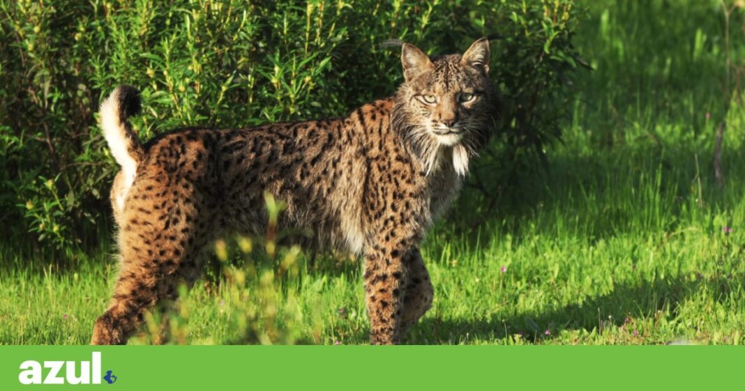 a-reintroducao-do-lince-iberico-em-portugal-foi-um-sucesso.-e-agora?