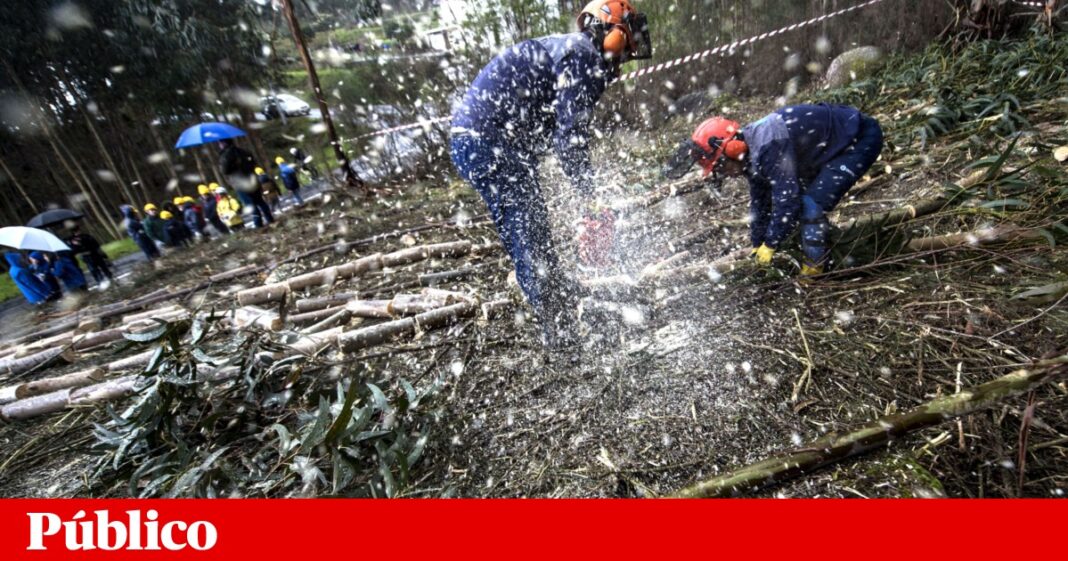plano-que-fornecia-uma-limpeza-um-milhao-de-hectares-de-floresta-cumpriu-menos-da-metade