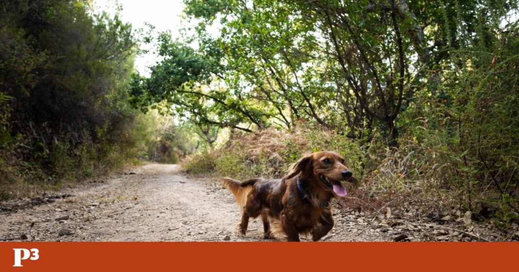 animalife-lanca-campanha-de-verao-para-sensibilizar-contra-o-abandono-de-animais