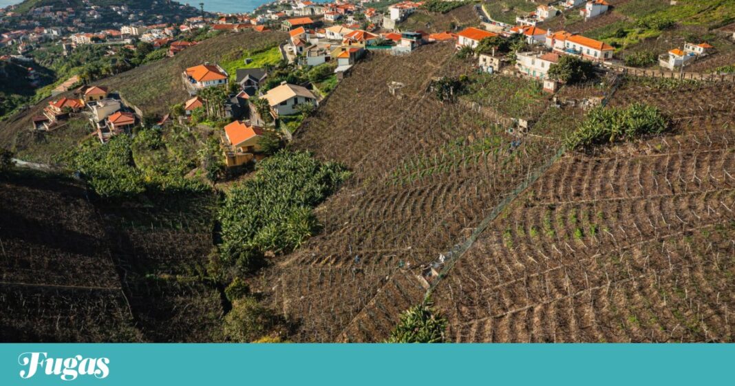 vintage-na-madeira-com-inicio-oficial-em-25-de-agosto-e-previsao-de-baixa-producao