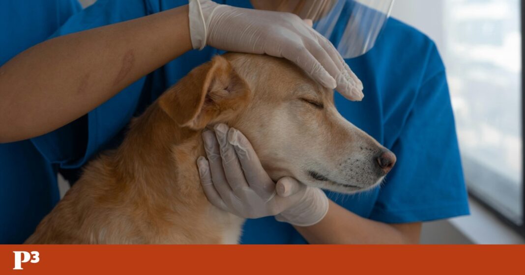 cuide-se-ate-quebrar:-a-face-invisivel-da-medicina-veterinaria