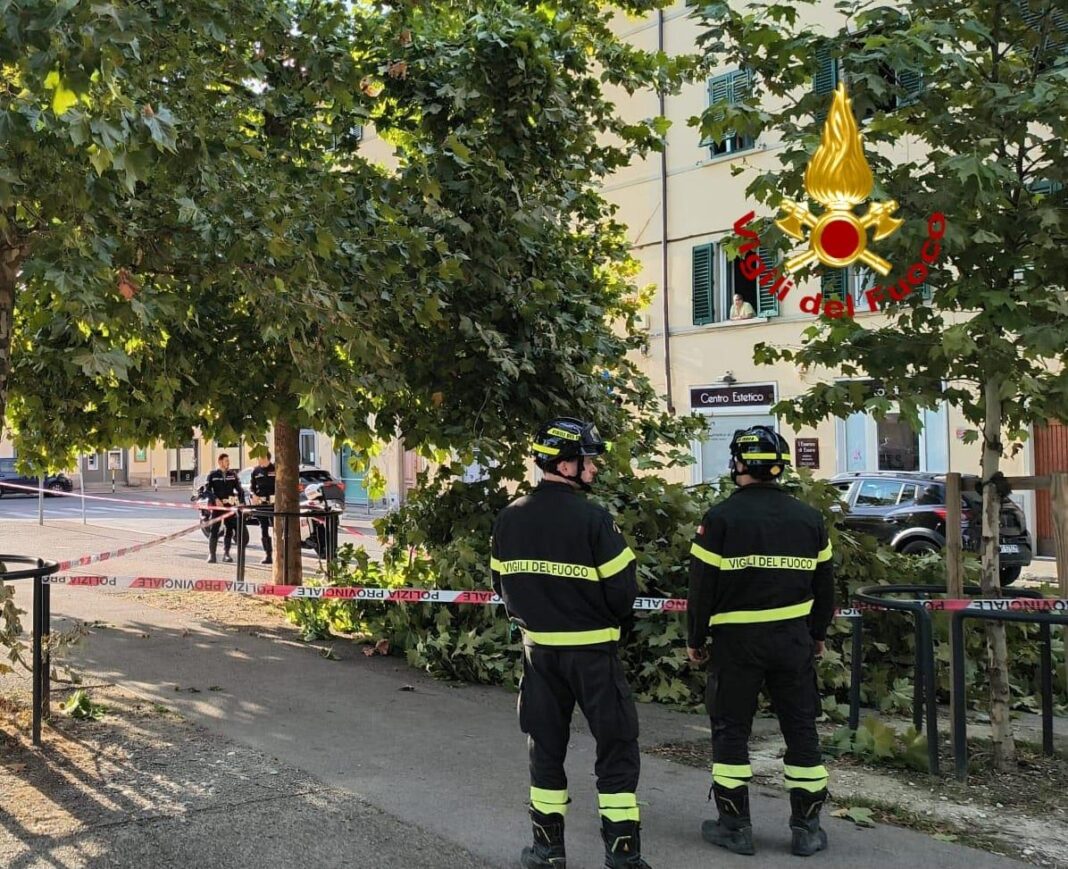 um-ramo-cai-para-galluzzzo,-passando-feridos