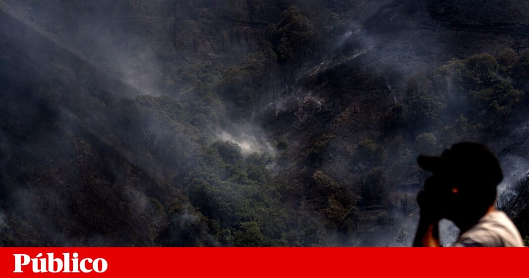 incendios-rurais:-em-2024,-os-reus-admitiram-ter-cometido-um-crime-negligente-em-446-casos